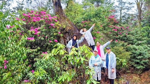 杜鵑花開滿岔枝洛村山谷