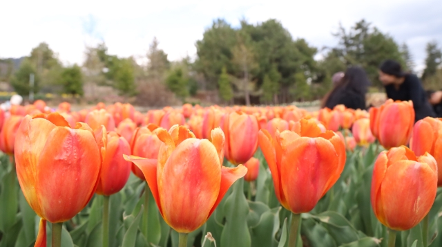 “世界的‘香格里拉’花季旅行”高山植物園花開正艷