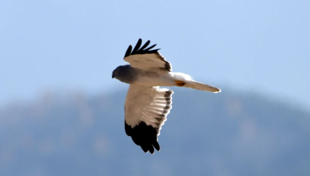 ?【迪慶百鳥集】81白尾鷂（yào）