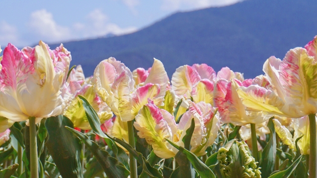 賞花正當時！香格里拉高山植物園郁金香花海正迷人