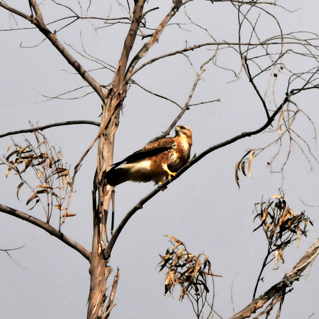 【迪慶百鳥集】84喜山鵟（kuáng）