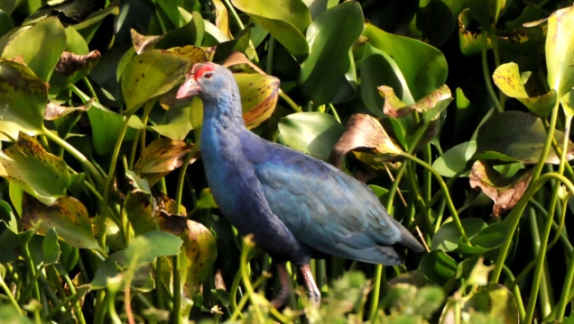 【迪慶百鳥集】85紫水雞