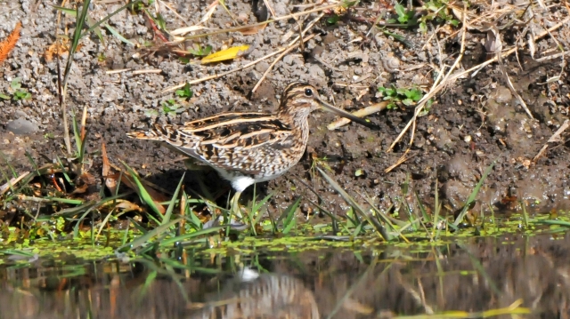 【迪慶百鳥集】87扇尾沙錐