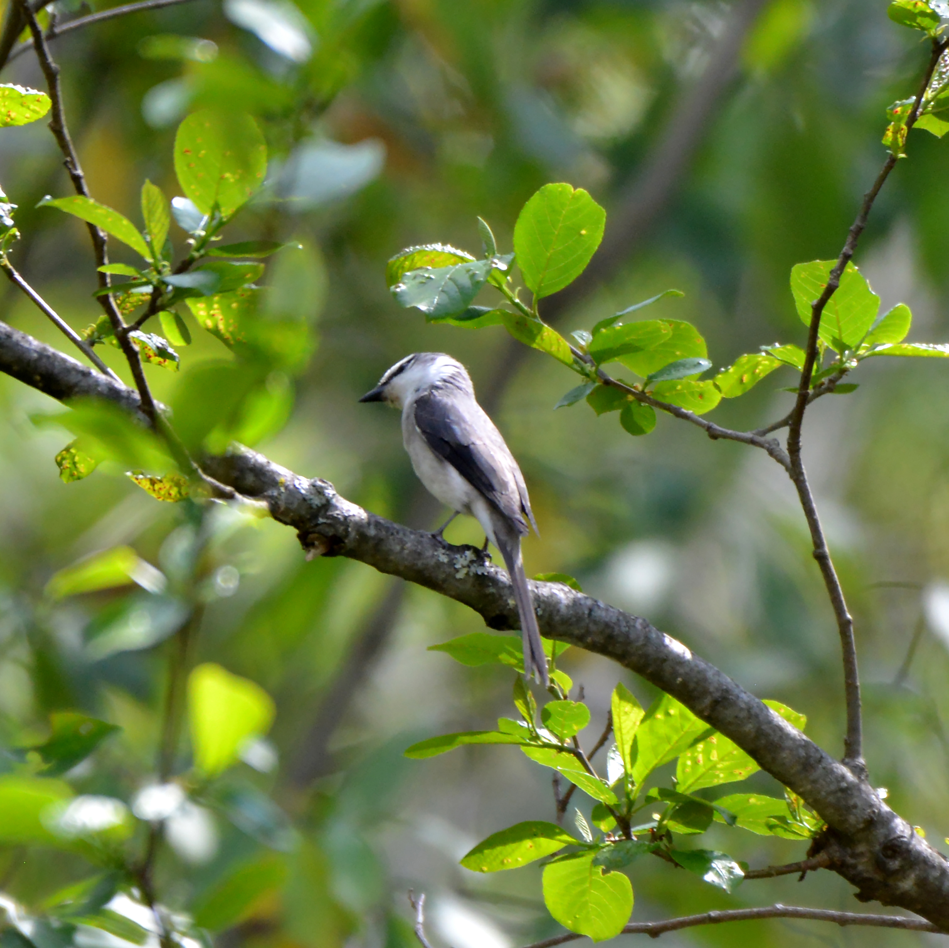 【迪慶百鳥集】101 灰山椒鳥