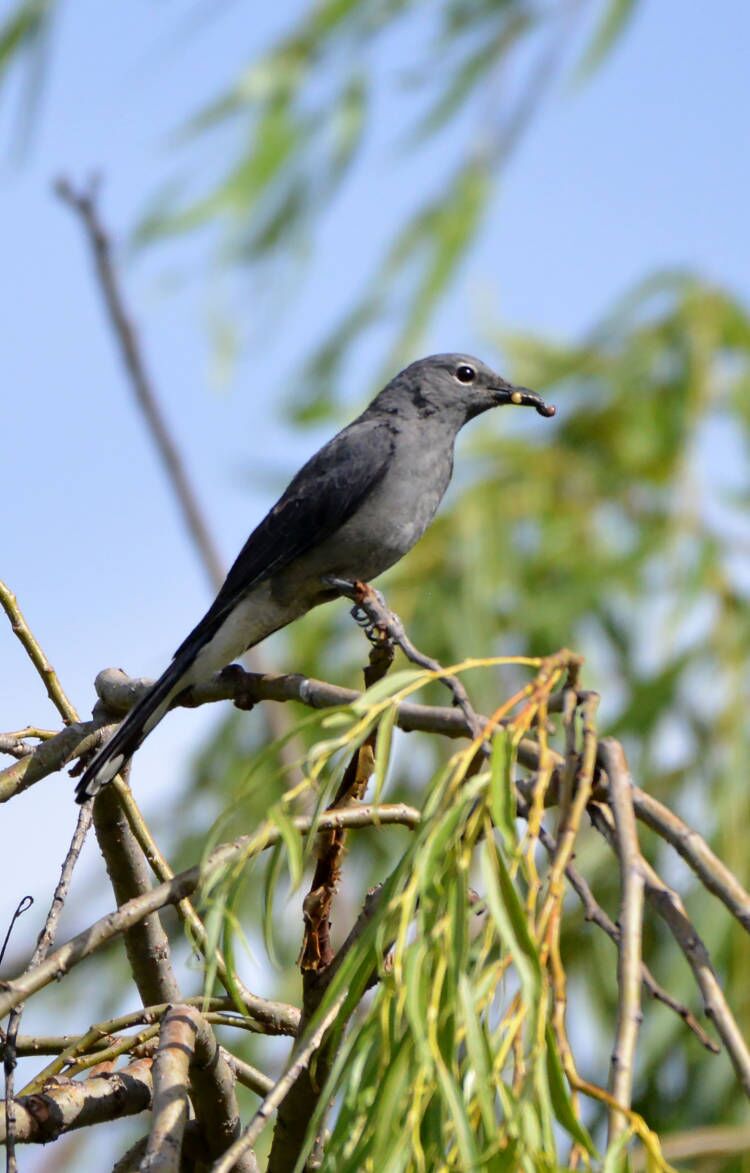 【迪慶百鳥集】102 暗灰鵑鵙（jú）