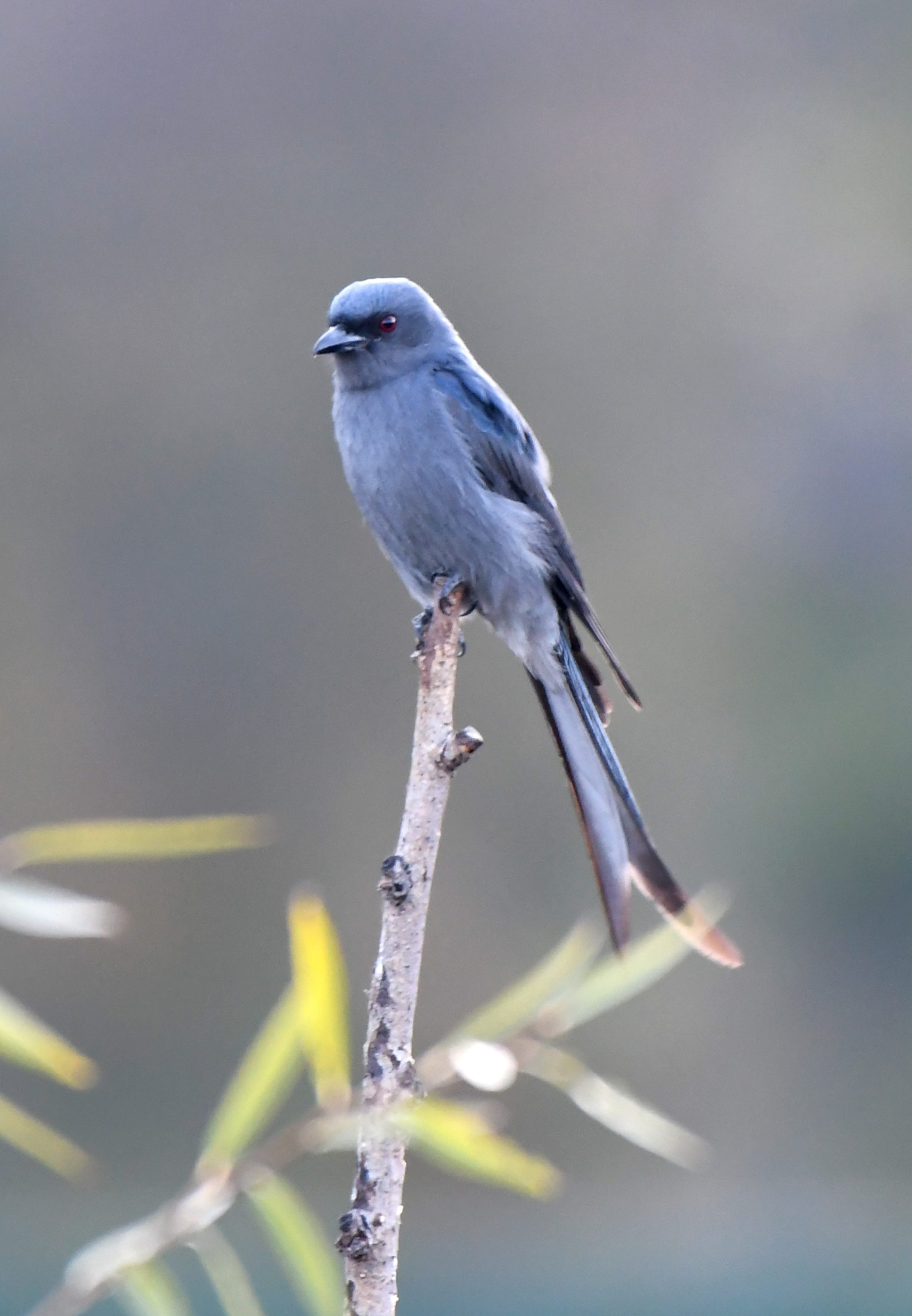 【迪慶百鳥集】104 灰卷尾