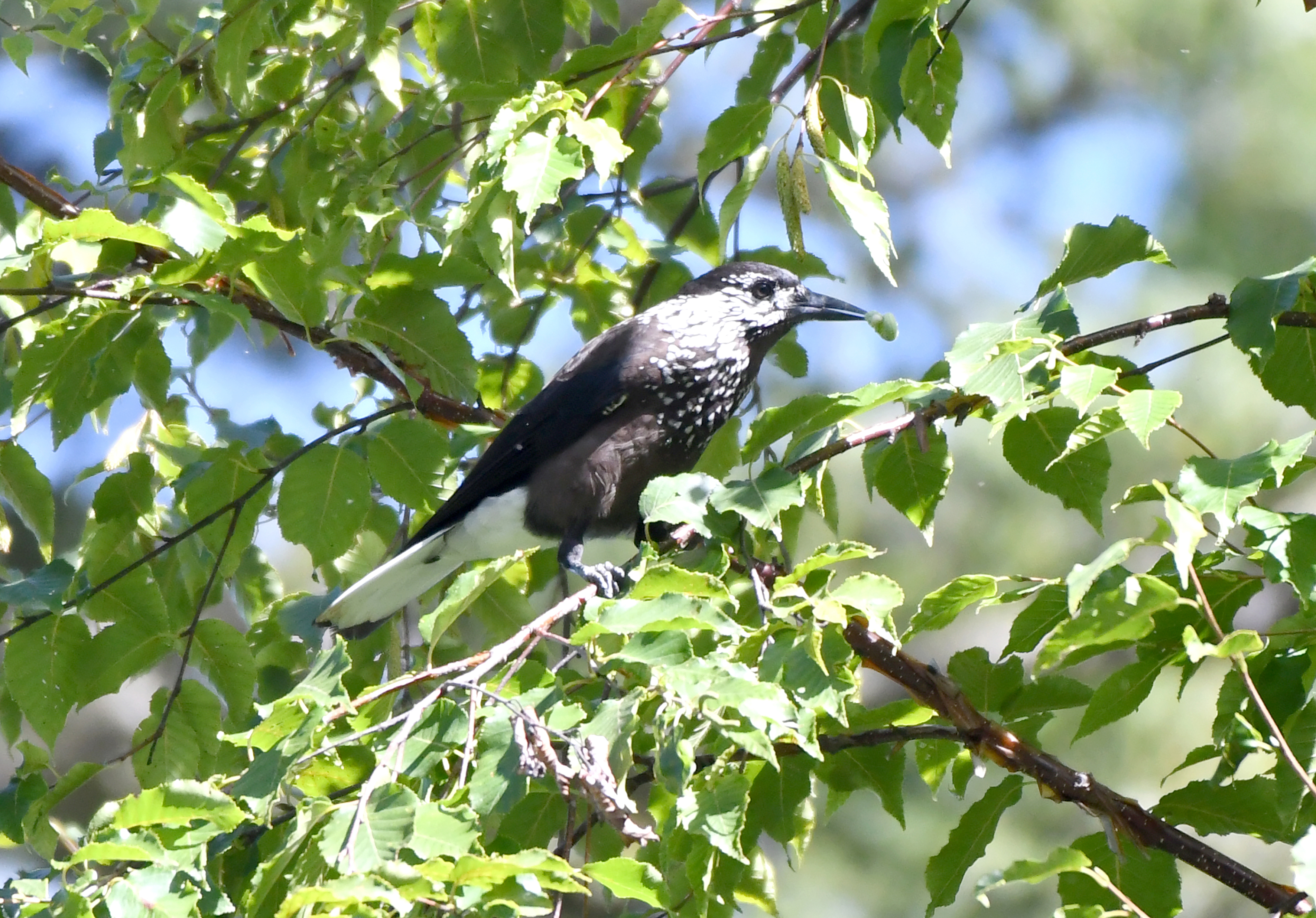 【迪慶百鳥集】109星鴉