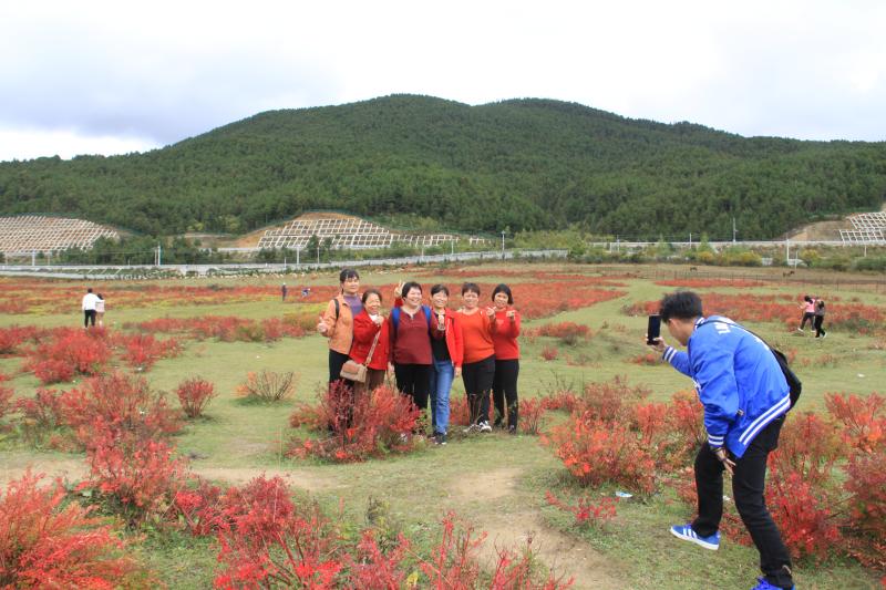 10月狼毒紅了，香格里拉開啟深秋模式