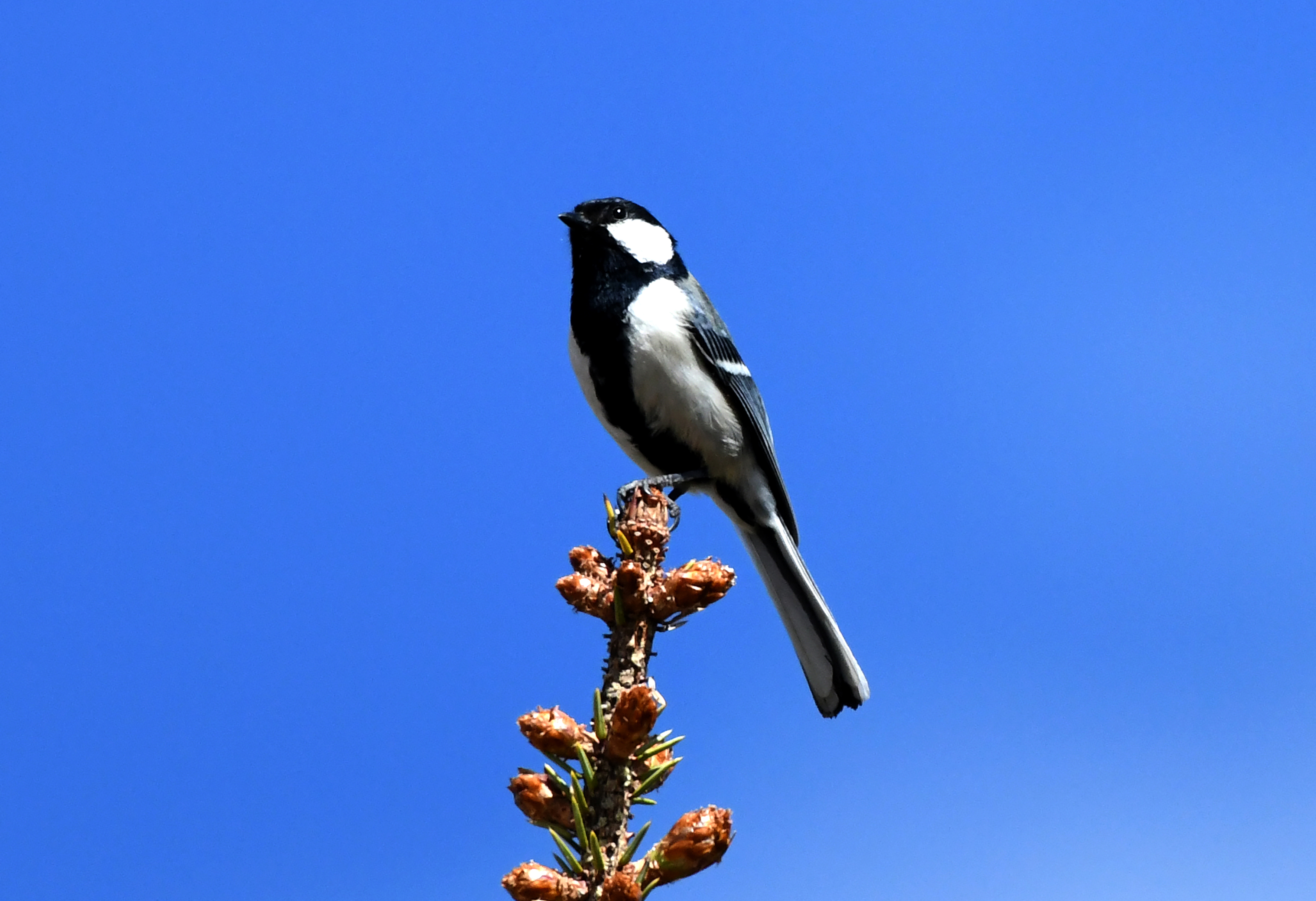 【迪慶百鳥集】121 大山雀