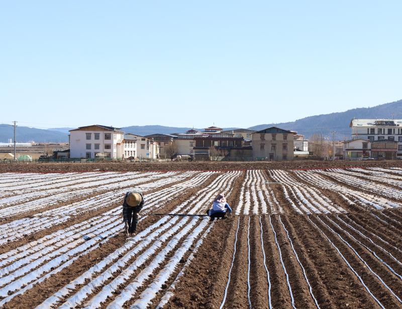 香格里拉市建塘鎮(zhèn)尼史村布倫村民小組為節(jié)后種植萵筍做準(zhǔn)備