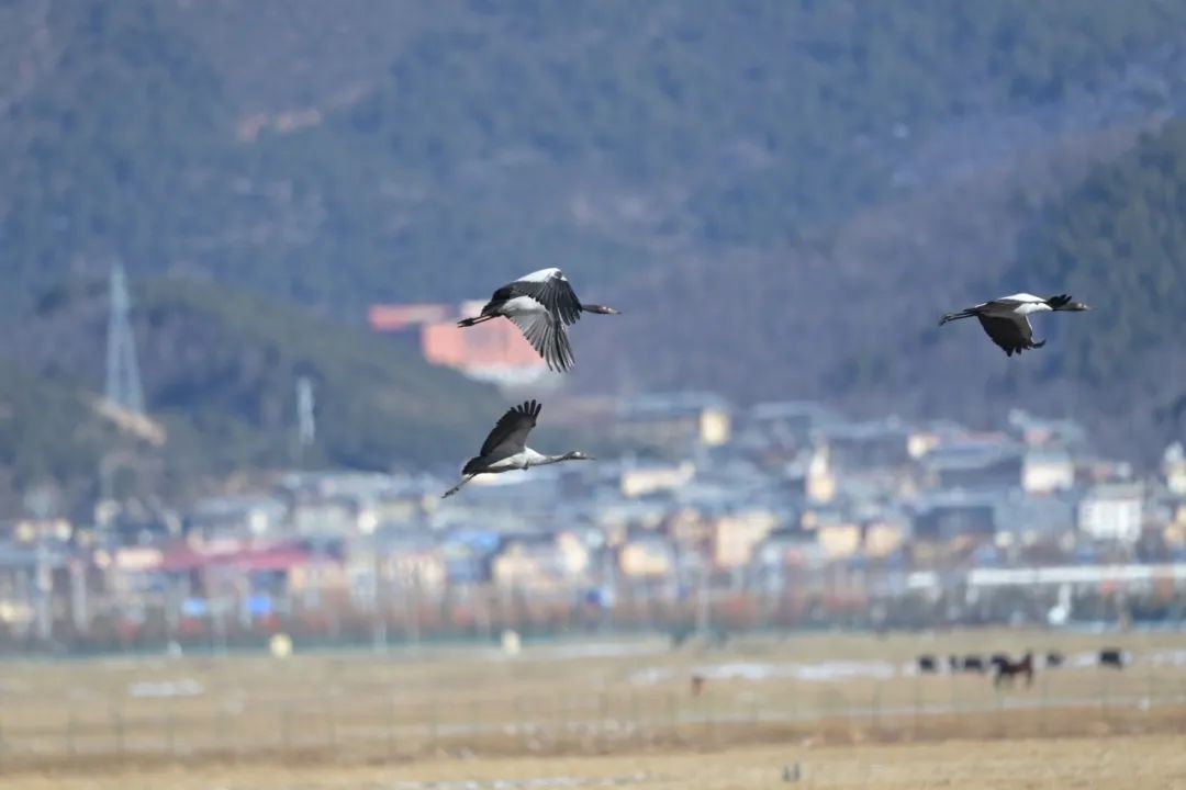 562只！納帕海國(guó)際重要濕地越冬黑頸鶴數(shù)量創(chuàng)新高！