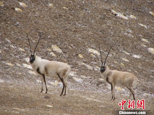 圖為藏羚羊。那曲地區(qū)林業(yè)局供圖