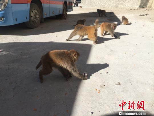 猴子們直接跑到了休息處的過路車輛旁邊，地上灑落著過往行人留下來的零食?！≮w朗 攝