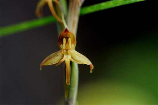 文山發(fā)現(xiàn)新植物麻栗坡玉鳳花