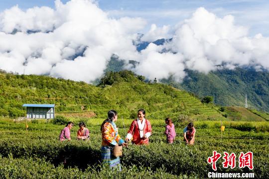 西藏墨脫迎來春茶采摘季