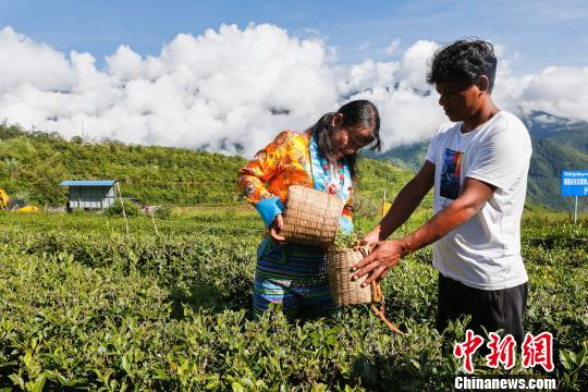 圖為當(dāng)?shù)剞r(nóng)戶在采茶。墨脫縣委宣傳部供圖