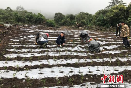 圖為當(dāng)?shù)剞r(nóng)戶種植茶葉。墨脫縣委宣傳部供圖