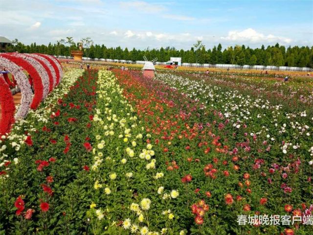 撈魚河大麗花