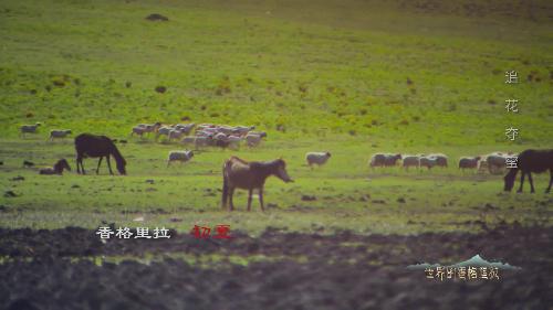 追花奪蜜的養(yǎng)蜂人