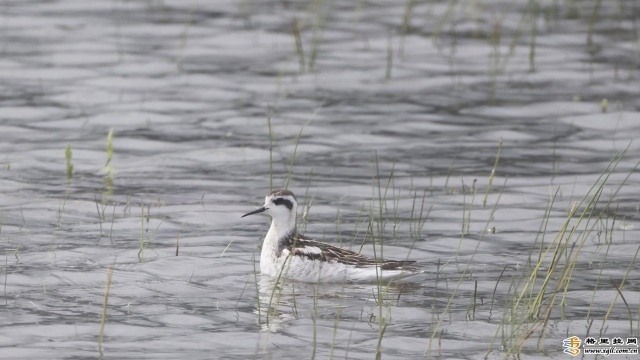 【COP15】這是迪慶州鳥類新紀錄 一起去納帕?？纯?></a>
     <p><a href=