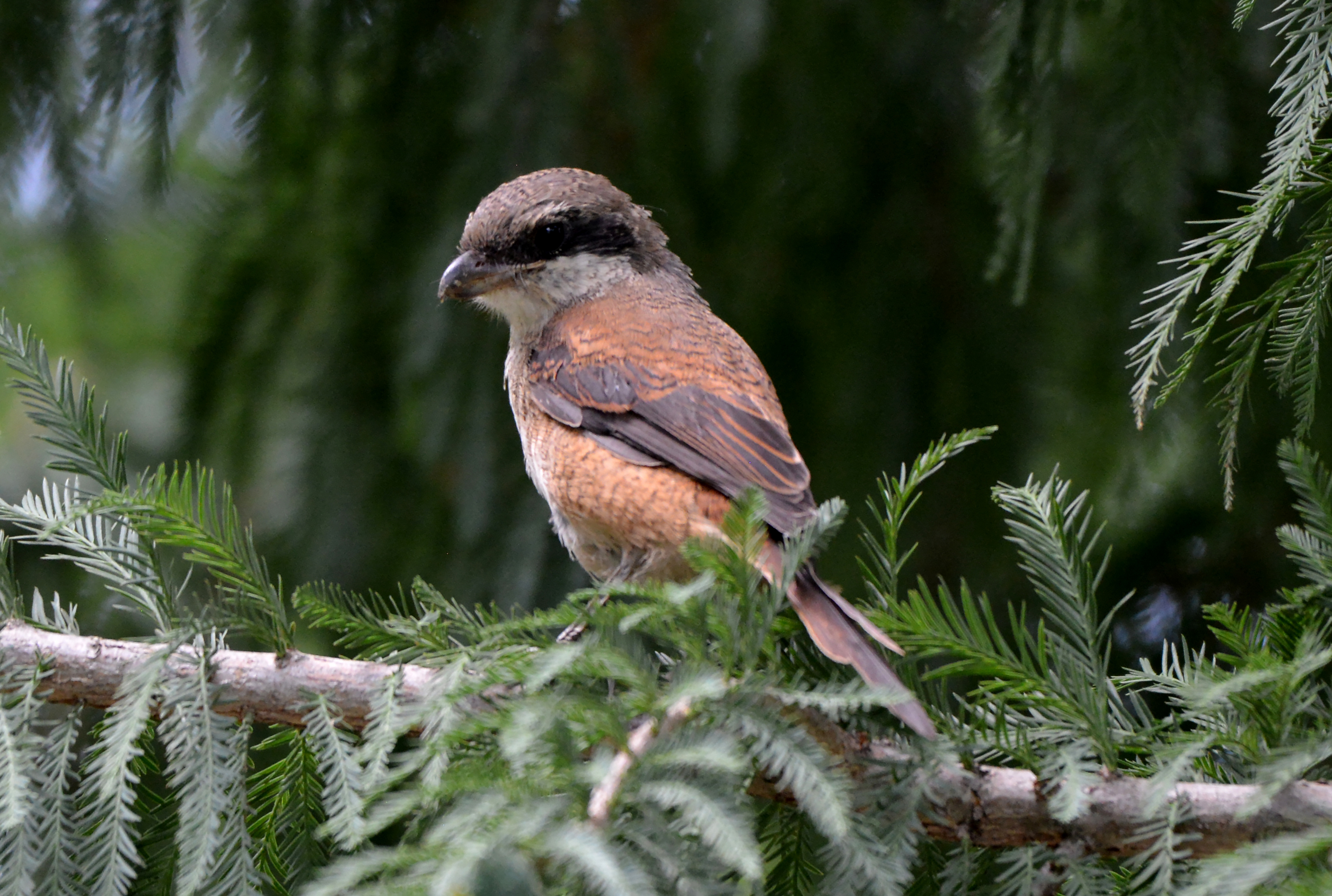 【迪慶百鳥集】103 棕背伯勞