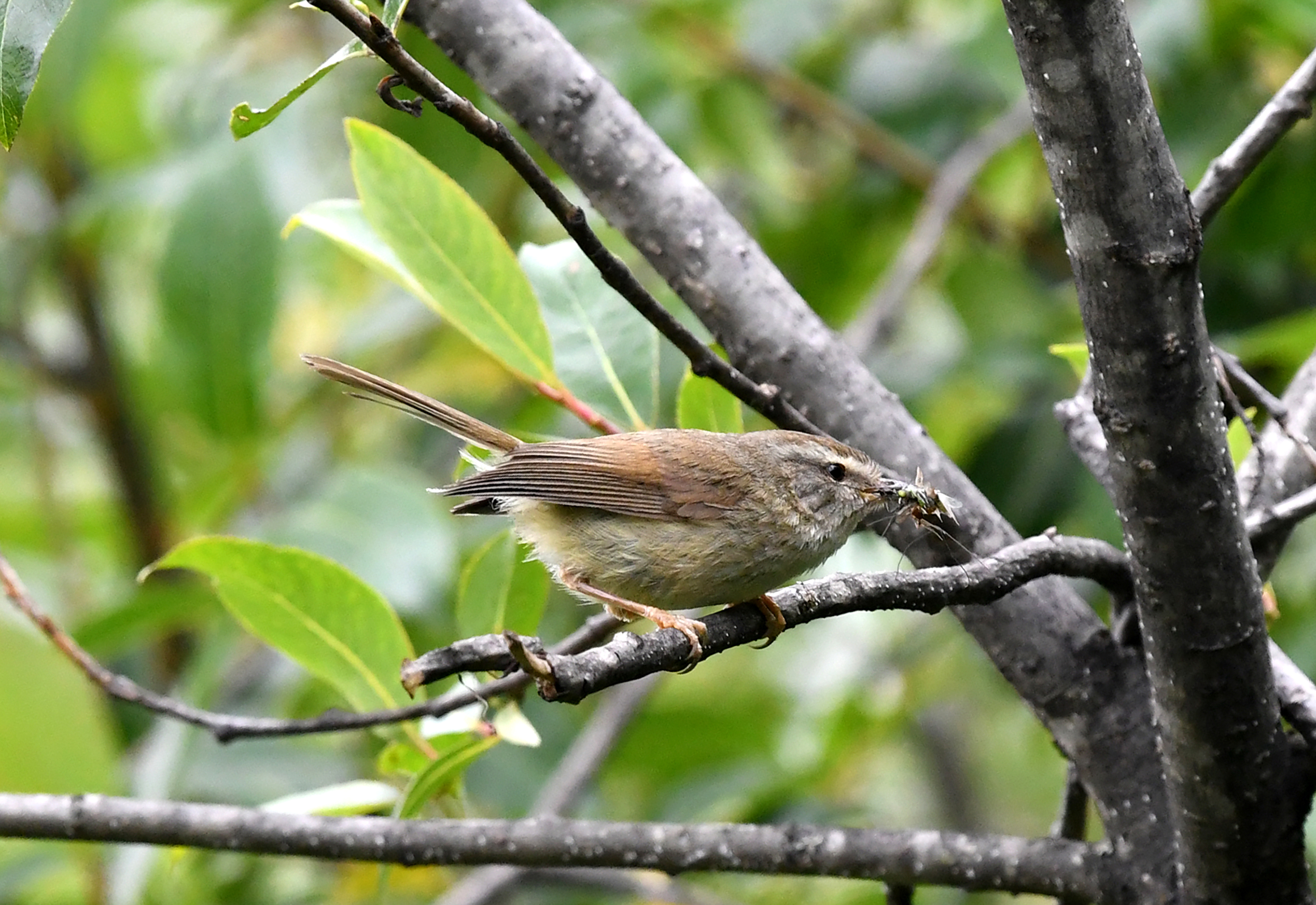 【迪慶百鳥集】126 黃腹樹鶯