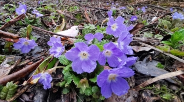 綠眼報春Primula euosma Craib