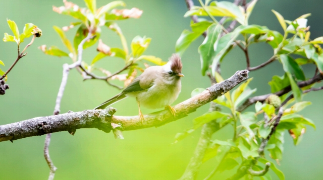 白領(lǐng)鳳鹛